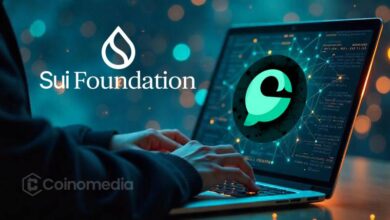 Cetus announces user compensation and recovery plan