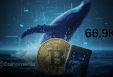 Whales Pump 66.9K BTC Into Accumulator Wallets on Feb 6
