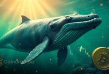 Chart showing Exchange BTC Whale Ratio reaching a six-year high and signaling a possible Bitcoin trend reversal.